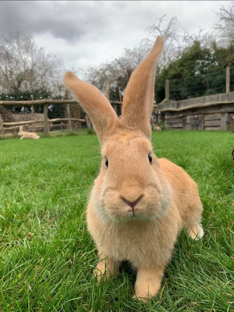 Giant Rabbit Walkthrough