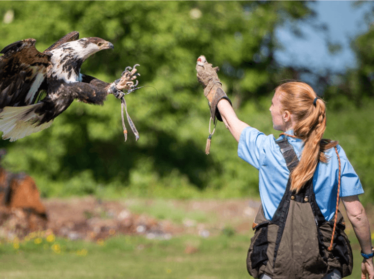 The Raptor Centre