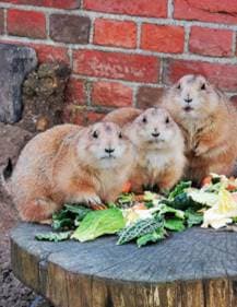 Prairie Dogs